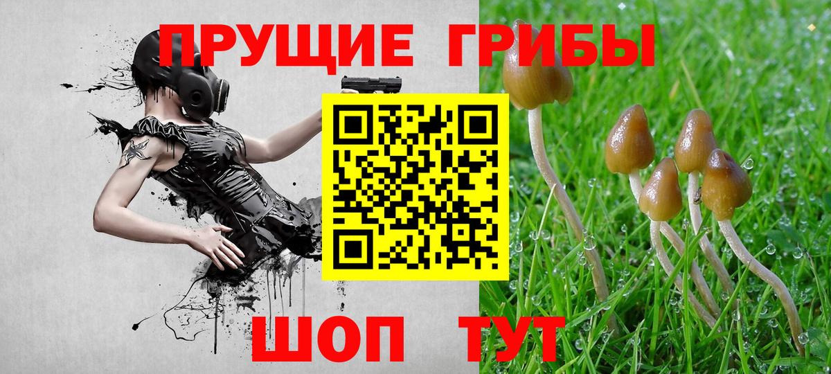 Галлюциногенные грибы Psilocybine cubensis Дербент